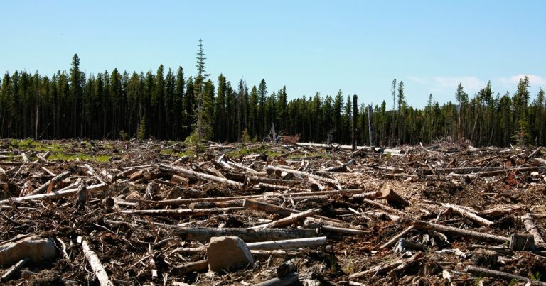 RDUE-–-Reglement-contre-la-deforestation