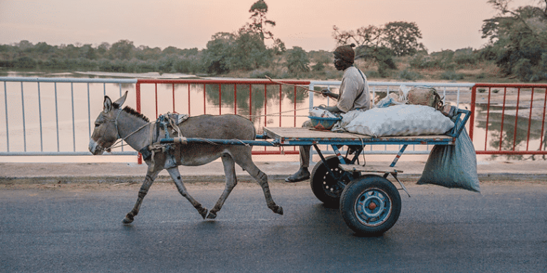 Senegal-des-ateliers-pour-le-bien-etre-des-chevaux