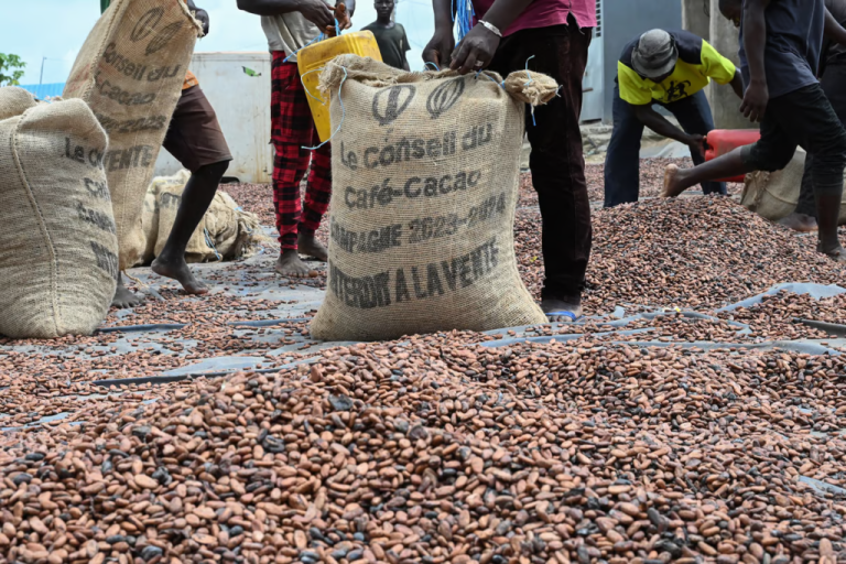 cacao