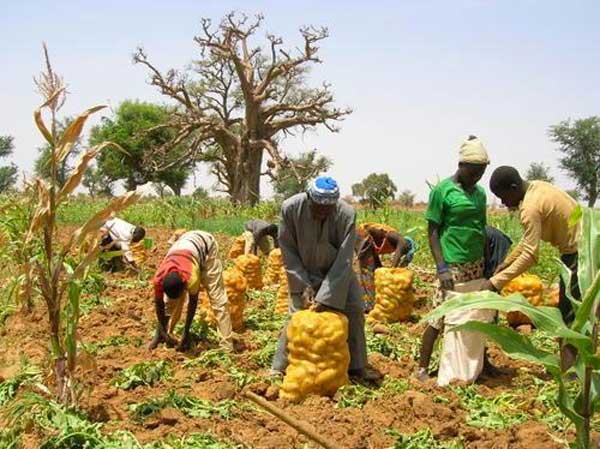 AGRICULTURE